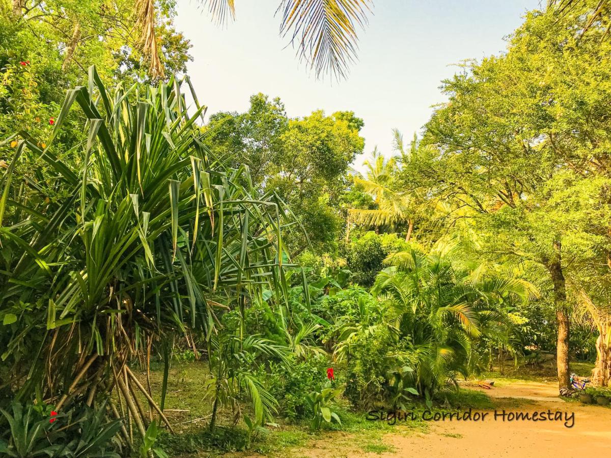 Sigiri Corridor Home Stay Sigiriya Exteriör bild